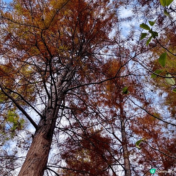 河源落羽杉🍂焦糖色客家公園超靚😍
