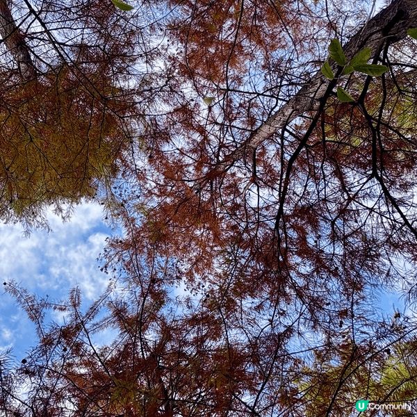 河源落羽杉🍂焦糖色客家公園超靚😍