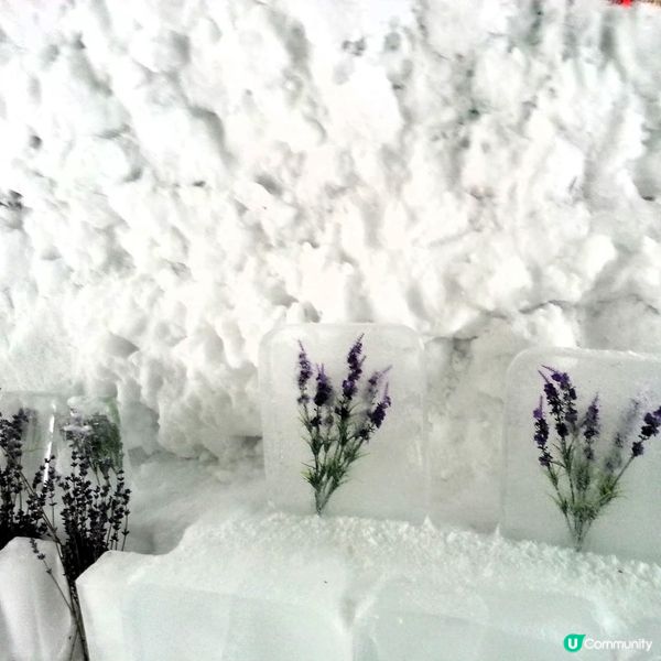 四季彩之丘❄️變身銀白仙境！玩雪攻略☃️
