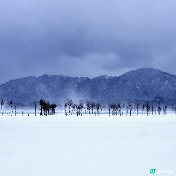 寒冬稻架木並木❄️！新潟雪景超靚😍！