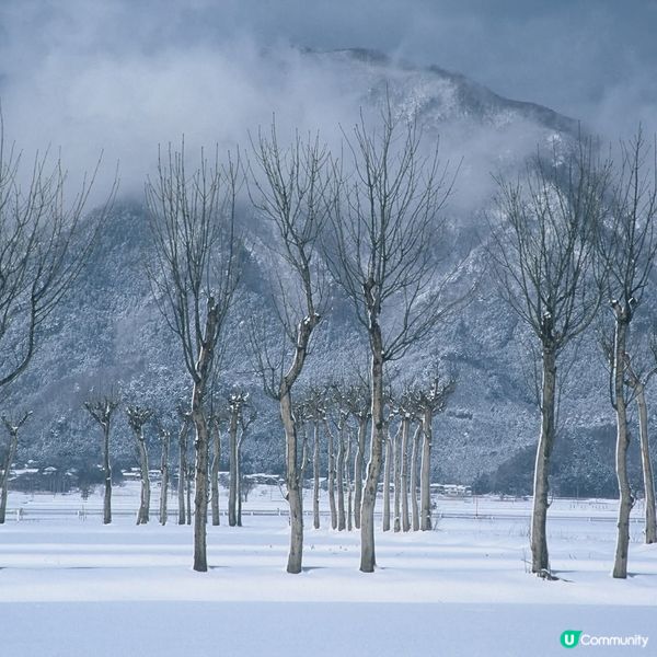 寒冬稻架木並木❄️！新潟雪景超靚😍！