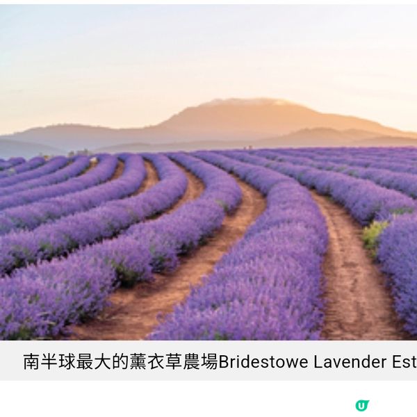 塔斯曼尼亞夏遊推介 南半球最美薰衣草花田