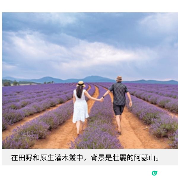 塔斯曼尼亞夏遊推介 南半球最美薰衣草花田