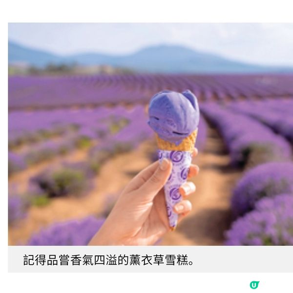 塔斯曼尼亞夏遊推介 南半球最美薰衣草花田