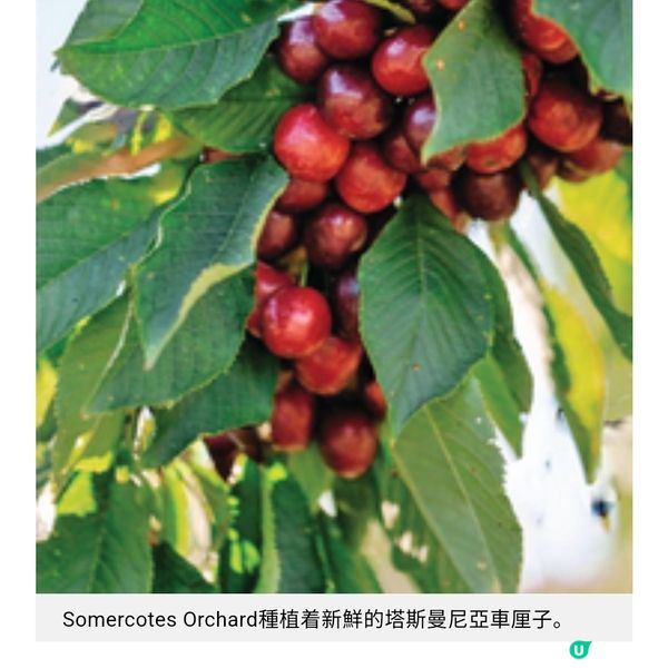 塔斯曼尼亞夏遊推介 南半球最美薰衣草花田