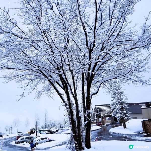 新潟靚景住宿推介！❄️ 玩雪必去！🤩