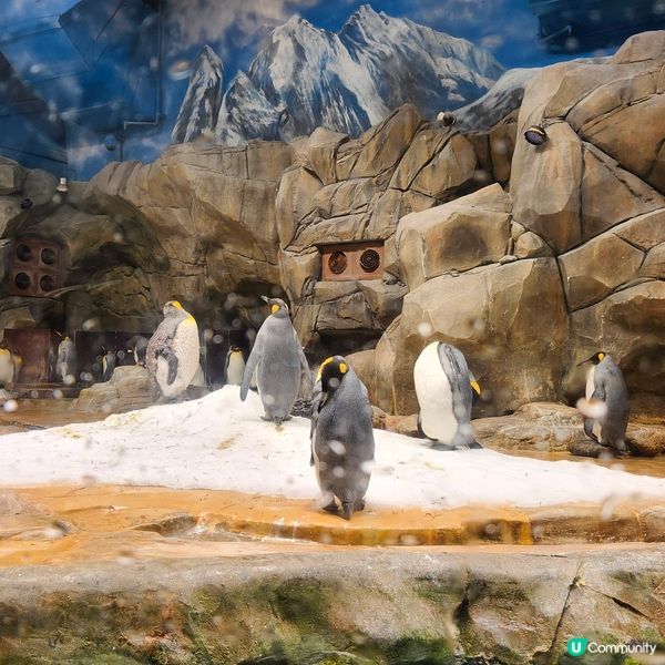 海洋公園 x Sanrio characters蔚藍海洋之旅