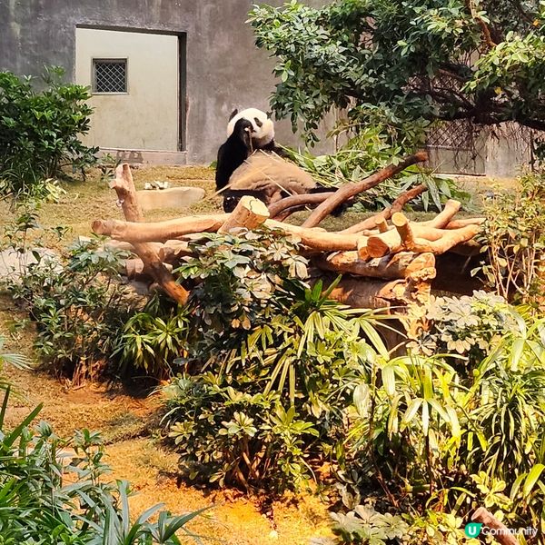 海洋公園 x Sanrio characters蔚藍海洋之旅