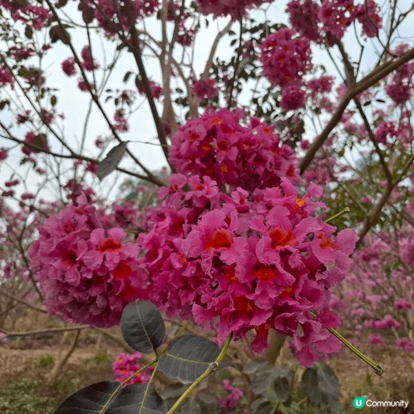 鍾意睇花嘅人一定要去江門市新會區嘅“綠美生態園”欣賞紫花風鈴...