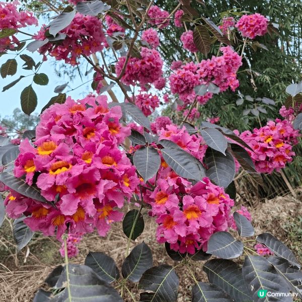 鍾意睇花嘅人一定要去江門市新會區嘅“綠美生態園”欣賞紫花風鈴...