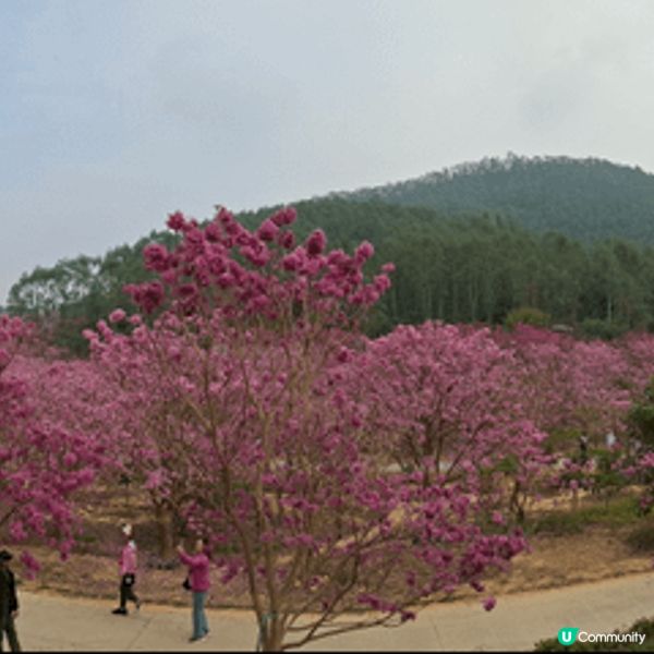鍾意睇花嘅人一定要去江門市新會區嘅“綠美生態園”欣賞紫花風鈴...