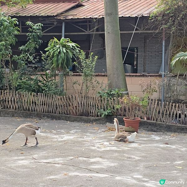 珠海慢活農家菜 😋🍽️