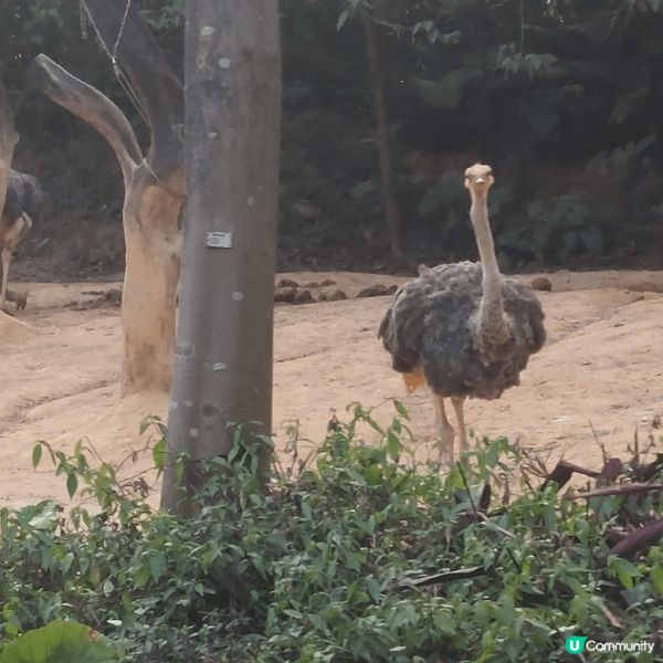 廣州長隆之行，天氣極佳，可乘小火車近距離見到動物