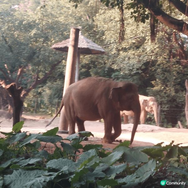廣州長隆之旅，有幸見到好多小動物，大動物，好近距離嘅接觸，好...