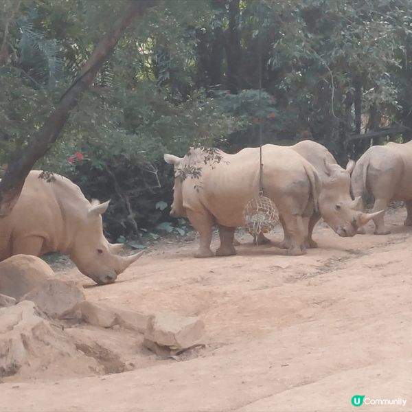 廣州長隆之旅，有幸見到好多小動物，大動物，好近距離嘅接觸，好...