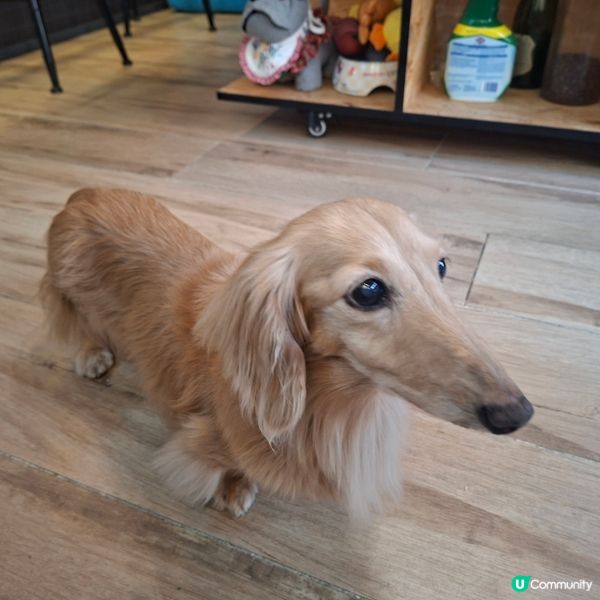 ✨️銅鑼灣樓上寵物友善咖啡店🐶☕️