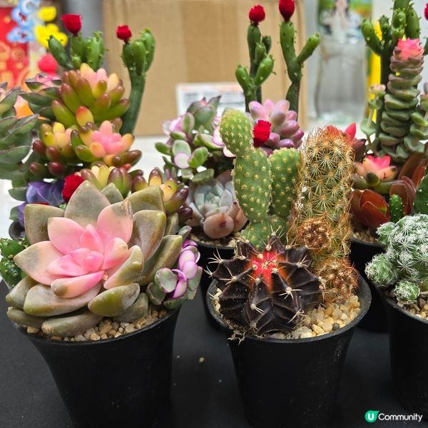 第一次養植物🌵🌿🤣🤣🤣