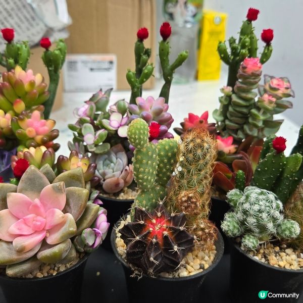 第一次養植物🌵🌿🤣🤣🤣