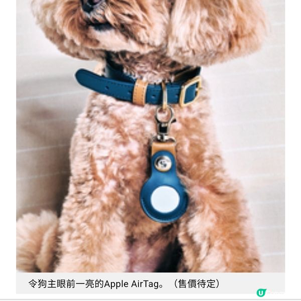 寵物戰場
