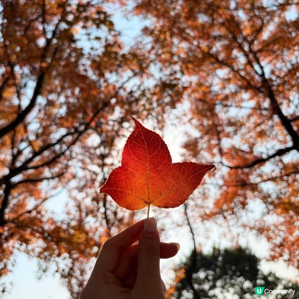 大棠楓葉林紅葉盛放🍁