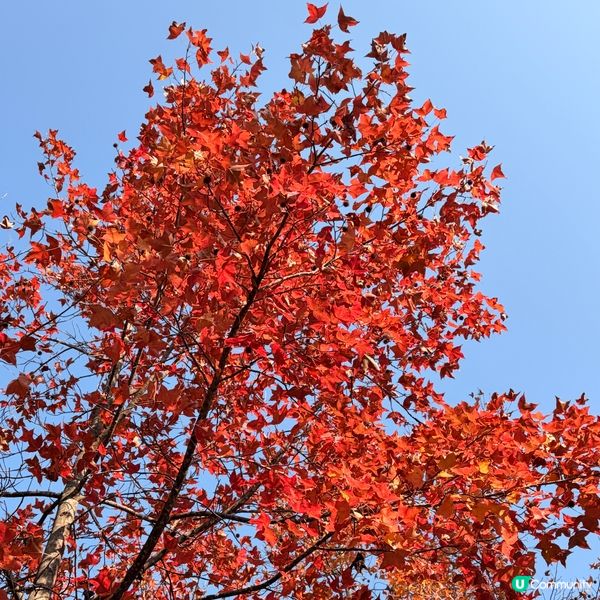 大棠楓葉林紅葉盛放🍁