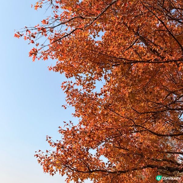 大棠楓葉林紅葉盛放🍁