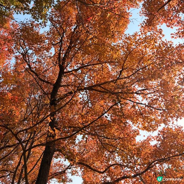 大棠楓葉林紅葉盛放🍁
