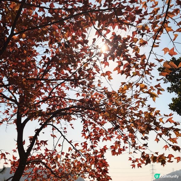 大棠楓葉林紅葉盛放🍁