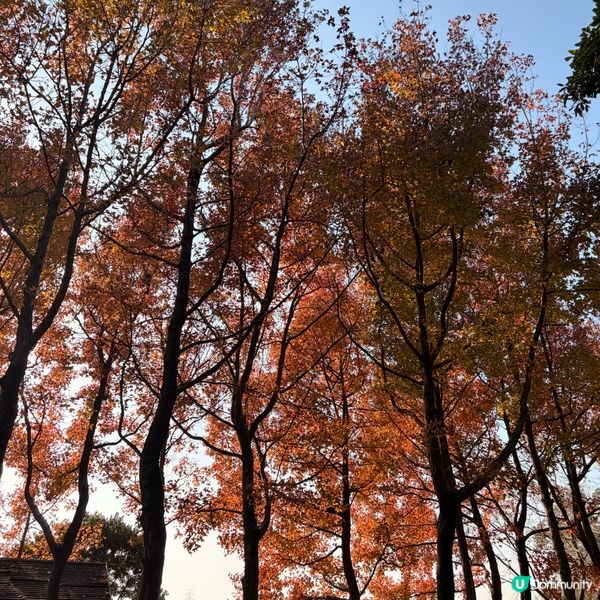 大棠楓葉林紅葉盛放🍁