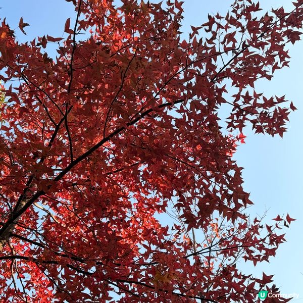 大棠楓葉林紅葉盛放🍁