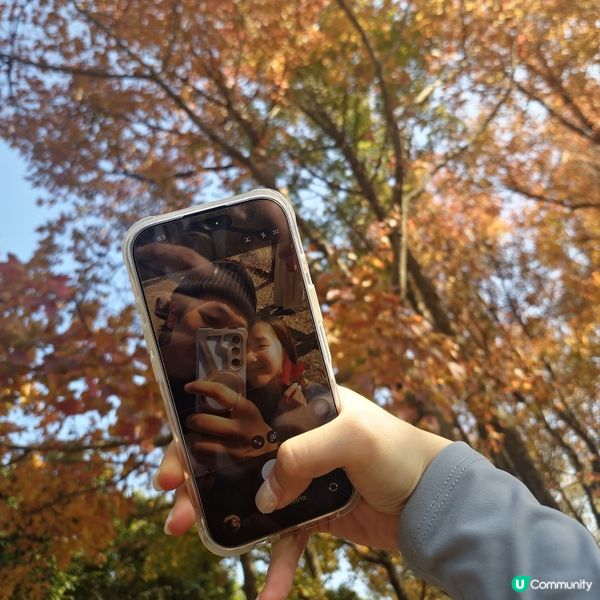 大棠楓葉林紅葉盛放🍁