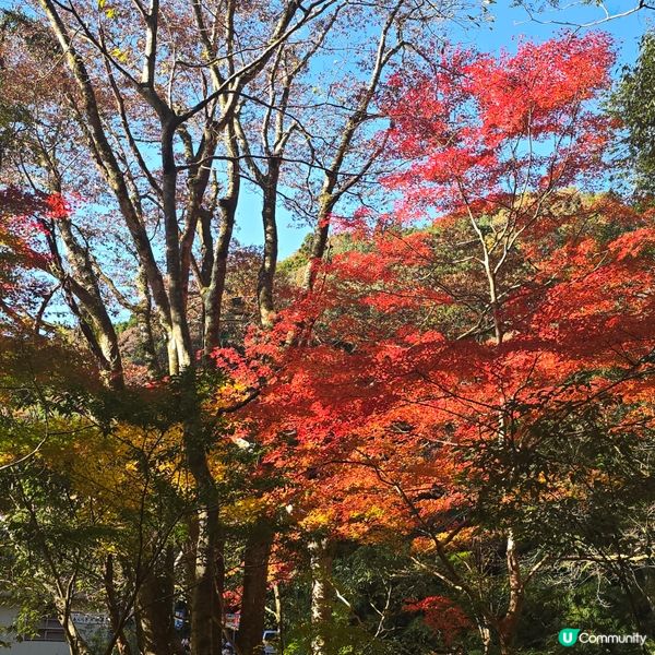 高千穗峽必玩🛶！紅葉🍁櫻花🌸季必搶船票攻略