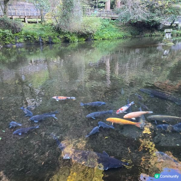 高千穗峽必玩🛶！紅葉🍁櫻花🌸季必搶船票攻略