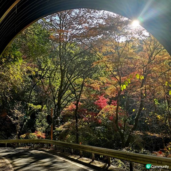 高千穗峽必玩🛶！紅葉🍁櫻花🌸季必搶船票攻略