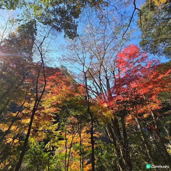 高千穗峽必玩🛶！紅葉🍁櫻花🌸季必搶船票攻略