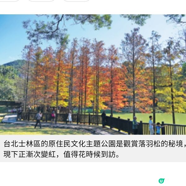 台北士林 落羽松秘境遊