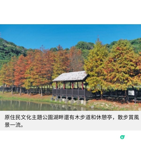 台北士林 落羽松秘境遊