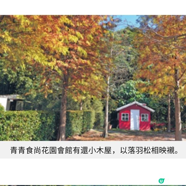 台北士林 落羽松秘境遊