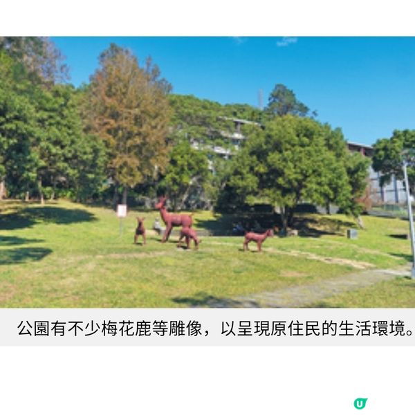 台北士林 落羽松秘境遊