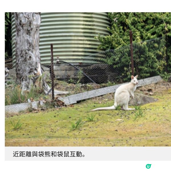 跟梁芷珮潮玩塔斯曼尼亞 美酒佳餚與大自然療癒之旅