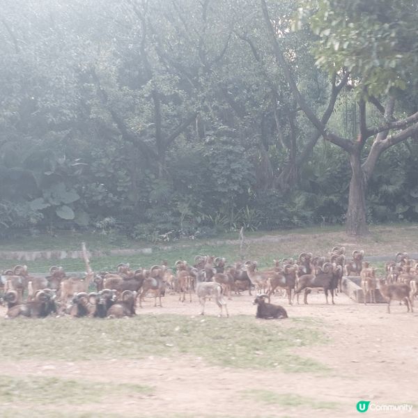 廣州長隆動物世界，嗰度有好多真實嘅動物，你可以摸佢，餵食，同...