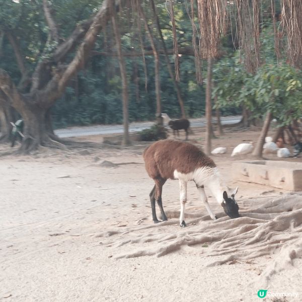 廣州長隆動物世界，嗰度有好多真實嘅動物，你可以摸佢，餵食，同...