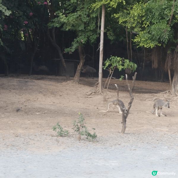 廣州長隆動物世界，嗰度有好多真實嘅動物，你可以摸佢，餵食，同...
