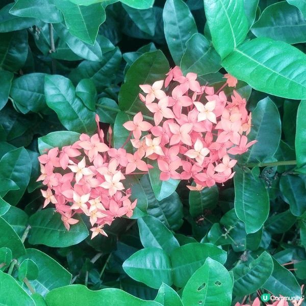 泰國清邁--宏偉的宮殿，美味的泰式食物，漂亮的自然風景！