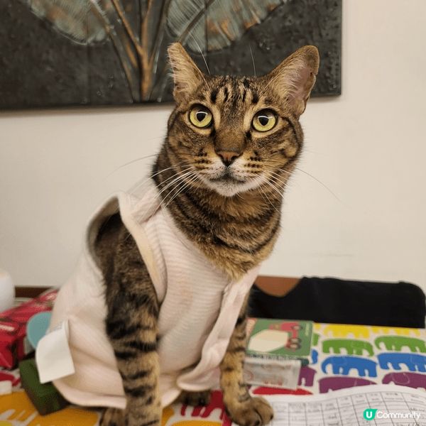 每次去到冬天轉涼嘅時候， 團長都要著想呢件粉紅色外套， 唔通...