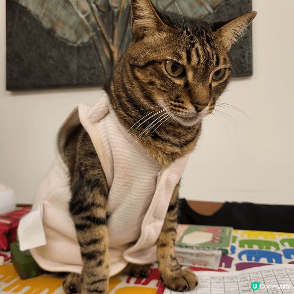 每次去到冬天轉涼嘅時候， 團長都要著想呢件粉紅色外套， 唔通...