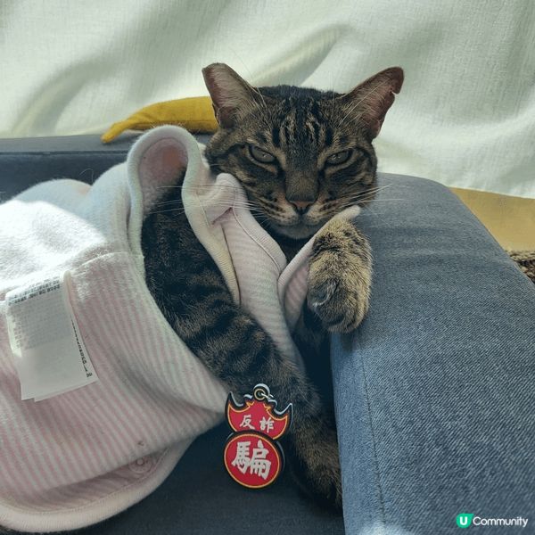 每次去到冬天轉涼嘅時候， 團長都要著想呢件粉紅色外套， 唔通...