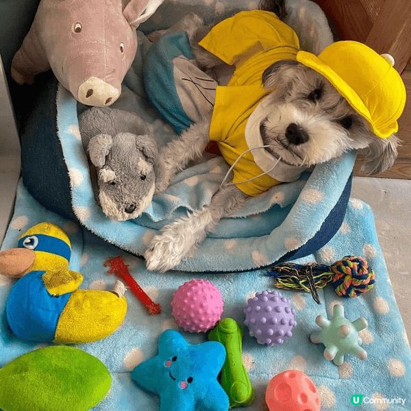 屋企有隻靚靚嘅史納莎公主 定期都要幫佢沖涼清潔 再換上靚靚嘅...