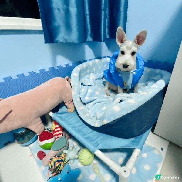 屋企有隻靚靚嘅史納莎公主 定期都要幫佢沖涼清潔 再換上靚靚嘅...