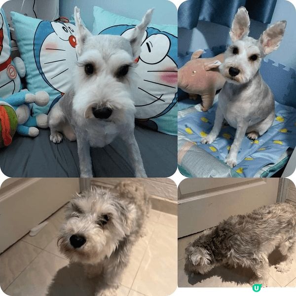 屋企有隻靚靚嘅史納莎公主 定期都要幫佢沖涼清潔 再換上靚靚嘅...